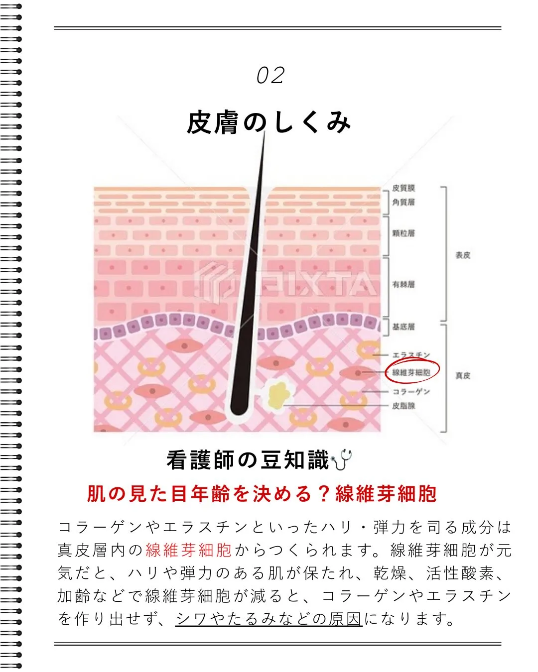肌を知らなきゃ始まらない！看護師が教える「美肌の正体」✨